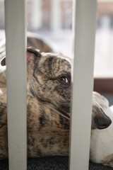 Dog looking the camera resting over other dog between chairs, whippet breed