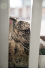 Dog looking the camera resting over other dog between chairs, whippet breed