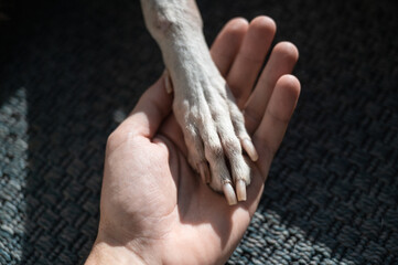 Hand take a leg of a dog, whippet dog