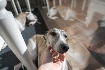 Hand caressing a dog at home, whippet breed