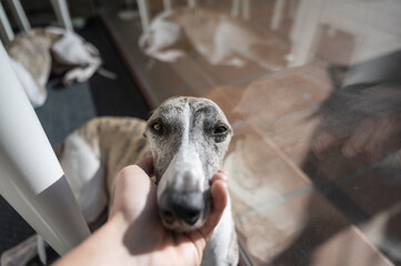 Hand caressing a dog at home, whippet breed