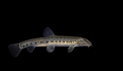 The spined loach also known as spotted weather loach (Cobitis taenia) is a common freshwater fish in Europe. 
