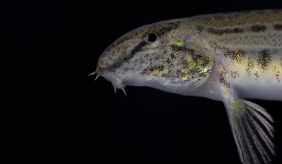 The spined loach also known as spotted weather loach (Cobitis taenia) is a common freshwater fish in Europe. 