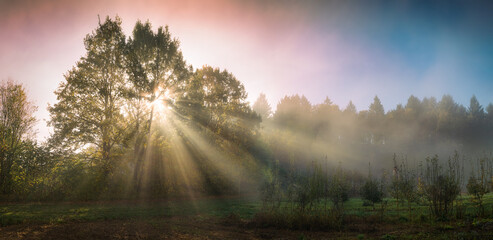 Beams of sunlight falling through trees, a panoramic landscape with beautiful morning mood and...