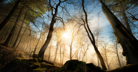 Dramatic forest composition with bare trees and the sun in the blue and gold sky, a moody wide-angle winter landscape