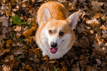 cute corgi dog on a walk in autumn in the forest