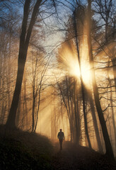 Dramatic sun rays in a forest in winter, with a hiker walking into the majestic scene with golden...