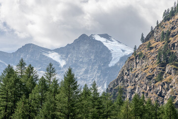 Fototapeta premium Alpine gorge overgrown with dense evergreen pine forest, steep granite bald slope, snow-capped mountain peaks Gran Paradiso National Park. Aosta Valley, Italy