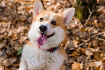 cute corgi dog on a walk in autumn in the forest