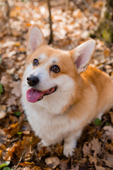 Naklejka na ściany i meble cute corgi dog on a walk in autumn in the forest