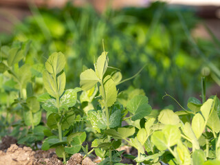 Green pea shoots on the bed in spring. Young shoots of green peas in the ground close-up, selective focus