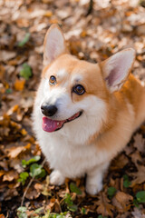 cute corgi dog on a walk in autumn in the forest