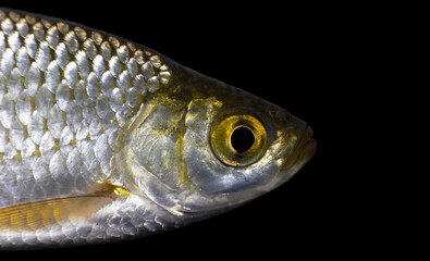 The common rudd (Scardinius erythrophthalmus)