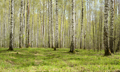 Obraz premium Birch forest or birch grove springtime. Spring nature woodland landscape, panoramic view