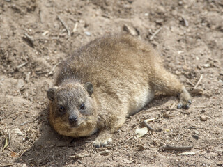 A Rock Hyrax, or Dassie, relaxing in the sun.