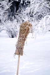 Frost covered sheaf