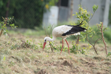 bocian w Polsce od wiosny do lata © Michał Kurzątkowski