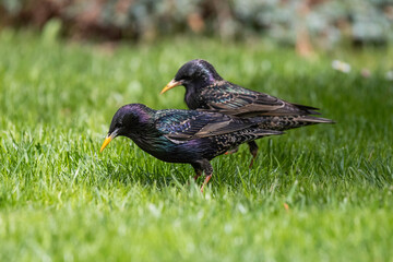 Fototapeta premium Starling