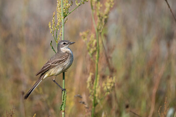 Western Yellow Wagtail