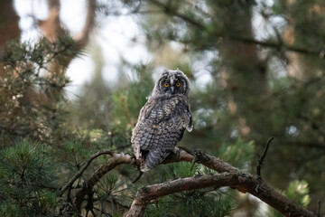 Long-eared owl