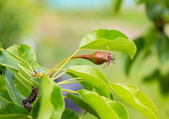 A young pear ripens on a tree with green leaves in an orchard in spring