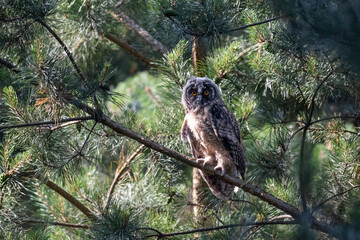 Long-eared owl