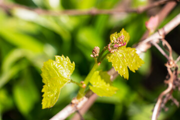 Early shoots of green leaves of grapes on the vine in the rays of the spring sun