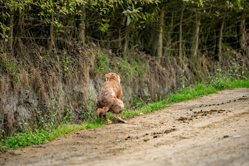 Fototapeta premium pooping dog on dirt road