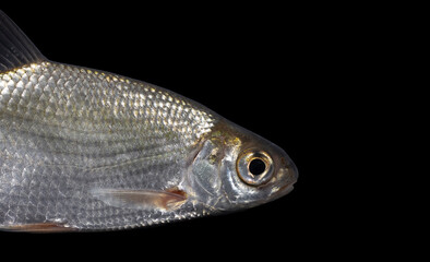 Blicca bjoerkna, alternatively called the white bream or the silver bream