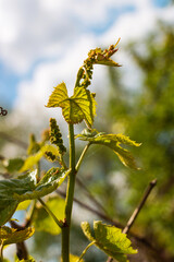 Early shoots of green leaves of grapes on the vine in the rays of the spring sun