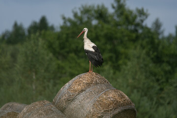 bocian w Polsce od wiosny do lata © Michał Kurzątkowski