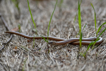 Slow worm