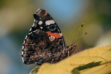 Red admiral
