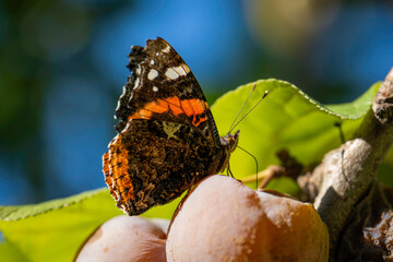 Red admiral