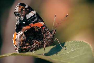 Red admiral