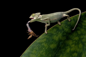 Baby veiled chameleon with prey