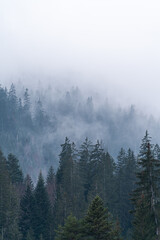 Fog in between pine trees in a forest.