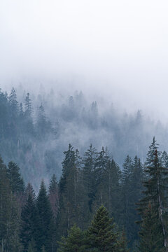 Fog in between pine trees in a forest. © Patrick Pimienta