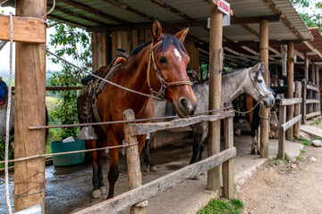 horses in a stable on a farm