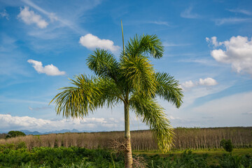 Obraz premium palm trees and blue sky