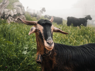 Detail of goat looking at camera on a misty day.