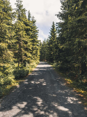 Rocky road in between pine trees in a forest in &Scaron;umava National Park, Czech Republic.