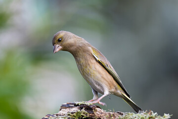 common greenfinch