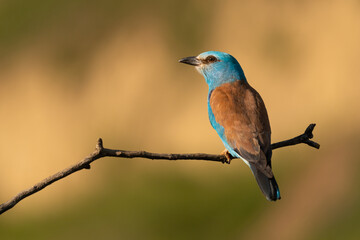 Roller bird sits on a branch basking in the rays of the afternoon sun.