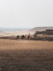 A man walking his camels around the pyramid complex in Giza, Cairo, Egypt.