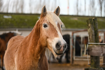 Fototapeta premium herd of horses enjoying the sun in a muddy paddock