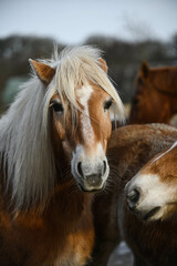 Obraz premium herd of horses enjoying the sun in a muddy paddock