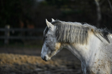 Fototapeta premium herd of horses enjoying sunshine in muddy pasture