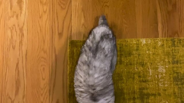 The cat caught the mouse. Natural extermination of mice. Cat hunter with a caught mouse in her mouth