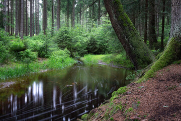idyllic forest in the Vogtland